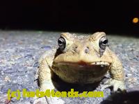 /home//u458753944/public_html/sourcegallery///////////////////////////Roxborough Toad Detour/2021/2021-04-11/P4110230.JPG